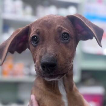 Dobby (20260831-02) -  Mixed Breed Dog for Adoption in Niagara Falls, Ontario - Dobby (20260831-02) | PetCurious