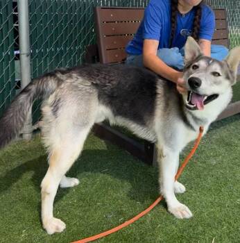 Rescue German Shepherd Dog and Husky Dogs for Adoption in Camarillo, California - PEPE | PetCurious