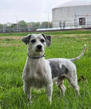 Schnauzer and Shih Tzu Dogs Available for Adoption in Huntington, Indiana - Jo-Jo | PetCurious