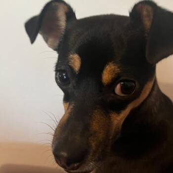 Dilly -  Chihuahua and Mixed Breed Dog for Adoption in San Francisco, California - Dilly | PetCurious