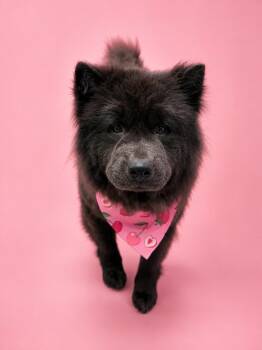 Fortune Cookie -  Chow Chow Dog for Adoption in Palo Alto, California - Fortune Cookie | PetCurious