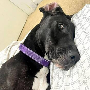 Zelda -  Great Dane Dog for Adoption in Boone, Iowa - Zelda | PetCurious