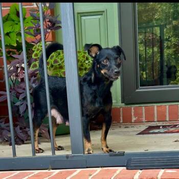 Rescue Miniature Pinscher and Chihuahua Dogs for Adoption in Fosters, Alabama - TABITHA | PetCurious