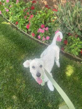 FOSTER ME - Krypto -  Poodle Dog for Adoption in Grafton, Wisconsin - FOSTER ME - Krypto | PetCurious