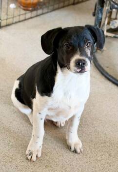 Shadow -  Border Collie Dog for Adoption in Bend, Oregon - Shadow | PetCurious