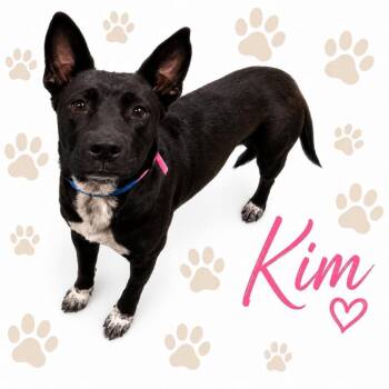 Kim -  Mixed Breed Dog for Adoption in Memphis, Tennessee - Kim | PetCurious