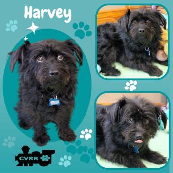 Harvey -  Schnauzer and Terrier Dog for Adoption in Lindsay, California - Harvey | PetCurious