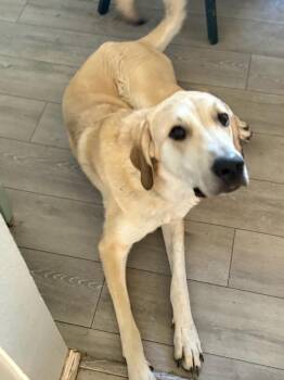 Anatolian Shepherd Dogs Available for Adoption in Aspen, Colorado - Benji | PetCurious