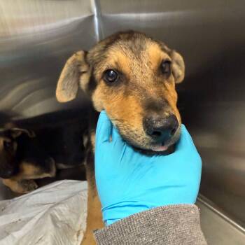 Rescue German Shepherd Dog Dogs for Adoption in Bastrop, Texas - Ozzy 25-10-168 | PetCurious