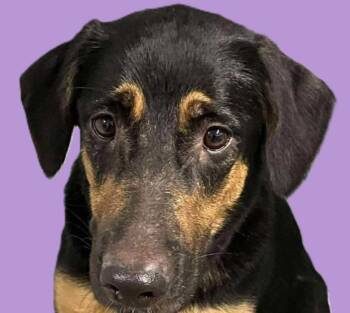 Rescue Hound and Shepherd Dogs for Adoption in Savannah, Georgia - Katrina | PetCurious