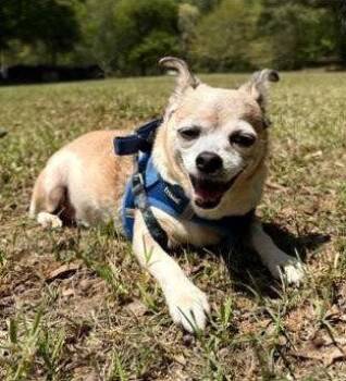 Piggie -  Chihuahua Dog for Adoption in Attalla, Alabama - Piggie | PetCurious
