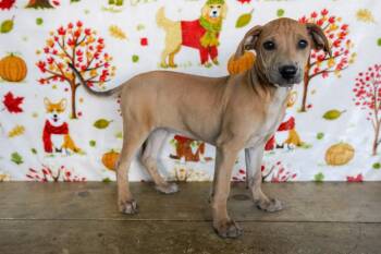 Rescue Coonhound and Shar Pei Dogs for Adoption in San Antonio, Texas - Myrtle | PetCurious