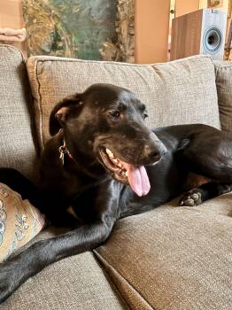 Sasha -  Retriever and Mixed Breed Dog for Adoption in Minneapolis, Minnesota - Sasha | PetCurious