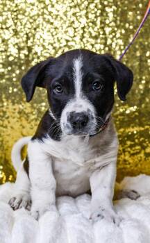 Blaze -  Labrador Retriever and Chihuahua Dog for Adoption in Yakima, Washington - Blaze | PetCurious