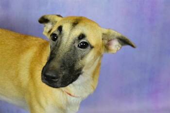 Dachshund and Mixed Breed Dogs Available for Adoption in Fort Lauderdale, Florida - MARJORIE | PetCurious