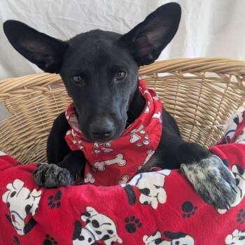 Rune -  German Shepherd Dog and Australian Cattle Dog Blue Heeler Dog for Adoption in Pensacola, Florida - Rune | PetCurious