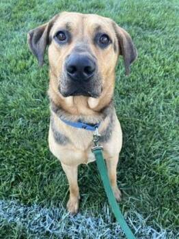 Papi -  Mixed Breed Dog for Adoption in Kansas City, Missouri - Papi | PetCurious