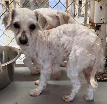 Maltese and Poodle Dogs Available for Adoption in Thompson Falls, Montana - Moby | PetCurious
