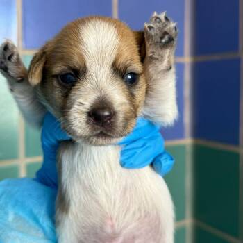 Terrier Dogs Available for Adoption - Larry | PetCurious