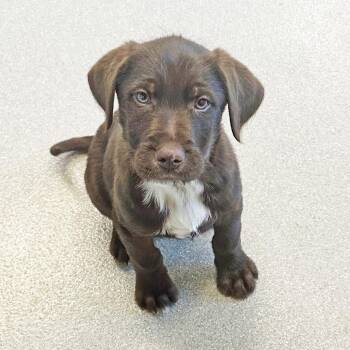 Mixed Breed Dogs Available for Adoption - Mallard | PetCurious