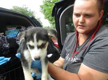 Siberian Husky Dogs Available for Adoption in Ocala, Florida - PEACH | PetCurious