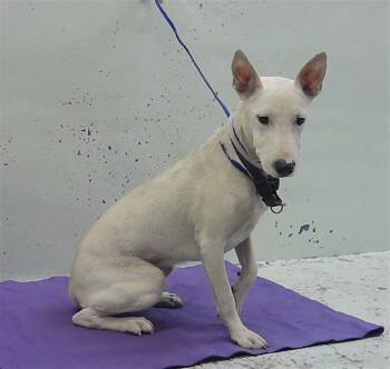 NATALIE -  Bull Terrier and Mixed Breed Dog for Adoption in Houston, Texas - NATALIE | PetCurious