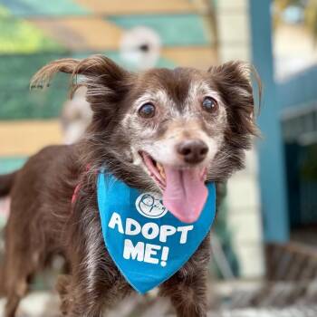 Edgar Allen Paw -  Pomeranian and Chihuahua Dog for Adoption in Pacific Grove, California - Edgar Allen Paw | PetCurious