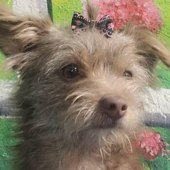 Rescue Pomapoo and Cairn Terrier Dogs for Adoption in Ridgefield, Washington - Ms. Jelly Belly Tala | PetCurious