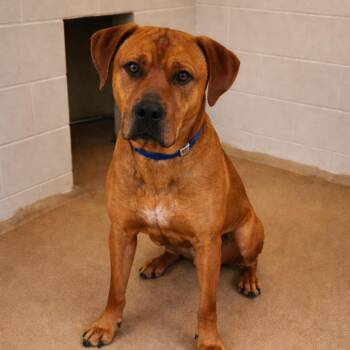 Mixed Breed Dogs Available for Adoption - Nifty 26-0061 | PetCurious