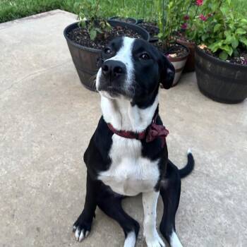 Bebe -  American Staffordshire Terrier and Mixed Breed Dog for Adoption in Houston, Texas - Bebe | PetCurious