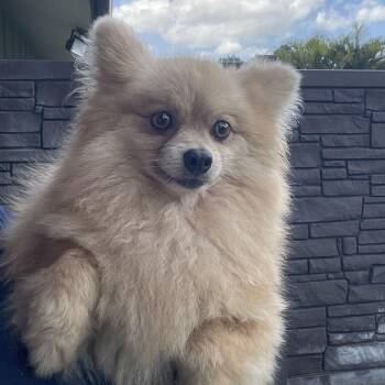 Honey Bee 4891 -  Pomeranian Dog for Adoption in Loxahatchee Groves, Florida - Honey Bee 4891 | PetCurious