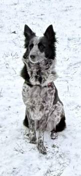 Jogi -  Mixed Breed Dog for Adoption in Markham, Ontario - Jogi | PetCurious