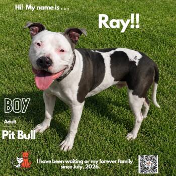 Ray -  Pit Bull Terrier Dog for Adoption in Westminster, California - Ray | PetCurious