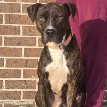 Rescue Pit Bull Terrier Dogs for Adoption in Waterloo, Iowa - Mac | PetCurious