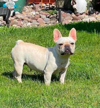 Faith -  French Bulldog Dog for Adoption in Brunswick, Maine - Faith | PetCurious