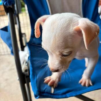 Jody -  Chihuahua Dog for Adoption in Shelby, North Carolina - Jody | PetCurious