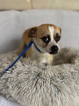 Pug and Chihuahua Dogs Available for Adoption in Fort Worth, Texas - Cheech | PetCurious