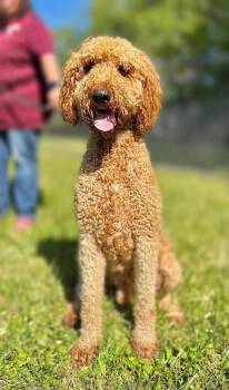 Goldendoodle Dogs Available for Adoption in Wheelersburg, Ohio - Cletus | PetCurious