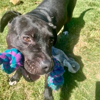 Rescue Mixed Breed Dogs for Adoption in Tunica, Mississippi - Lola | PetCurious