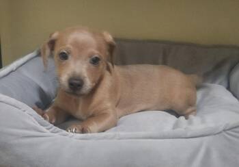 Vern * -  Dachshund Dog for Adoption in West Palm Beach, Florida - Vern * | PetCurious
