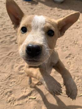 Rescue Terrier and Australian Cattle Dog Blue Heeler Dogs for Adoption in Chinle, Arizona - Kian | PetCurious