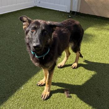 Gothica -  German Shepherd Dog and Mixed Breed Dog for Adoption in Binghamton, New York - Gothica | PetCurious