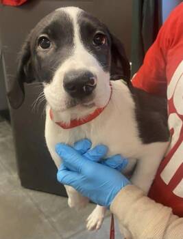 Tracker -  Labrador Retriever and Mixed Breed Dog for Adoption in Bowling Green, Kentucky - Tracker | PetCurious