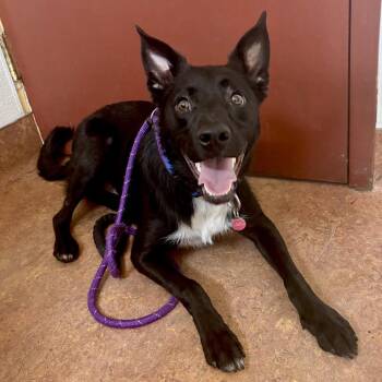 Tucker -  Australian Cattle Dog Blue Heeler and Mixed Breed Dog for Adoption in Glenwood Springs, Colorado - Tucker | PetCurious
