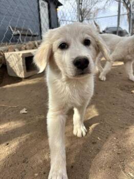 Australian Shepherd and Great Pyrenees Dogs Available for Adoption - Daxton | PetCurious