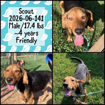 2026-08-016 *Scout* -  Beagle Dog for Adoption in Winder, Georgia - 2026-08-016 *Scout* | PetCurious
