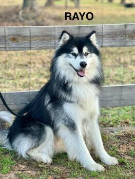 Rayo -  Siberian Husky Dog for Adoption in Sumter, South Carolina - Rayo | PetCurious