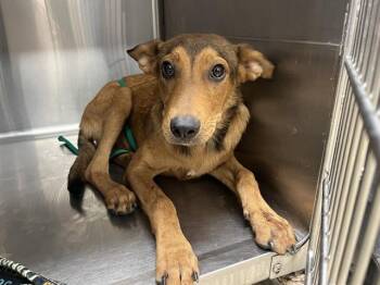 WAFFLES -  German Shepherd Dog and Mixed Breed Dog for Adoption in Grand Prairie, Texas - WAFFLES | PetCurious