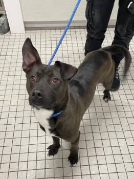 Labrador Retriever and Mixed Breed Dogs Available for Adoption - Marinara | PetCurious