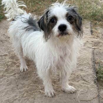Rescue Shih Tzu Dogs for Adoption in San Antonio, Texas - Sunflower | PetCurious